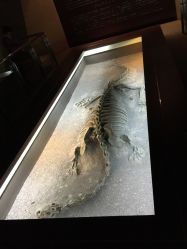 -世界恐龙谷