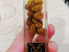 -巴厘岛黄金金兔咖啡工厂