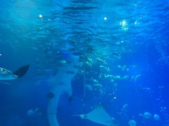 -烟台海昌鲸鲨海洋公园