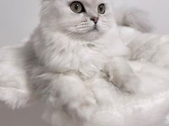 -猫大福·Fortune Cat猫舍(百子湾店)