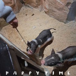 -酷嗒动物文化乐园(cutezoo西溪乐天城店)