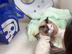 -纳吉亚猫专科动物诊疗中心(蒋宅口分院)