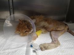 -欧奕国际动物医院