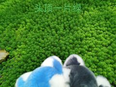 -南山植物园