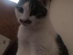 -老吴的猫·猫舍(新区店)