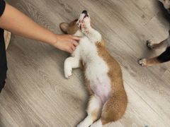 -浣熊柯尔鸭土拨鼠·电玩咖