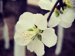 -桃花堤公园