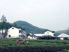 -龙井村