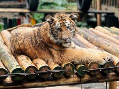 -广州长隆野生动物世界