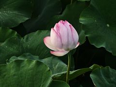 -厦门园林博览苑