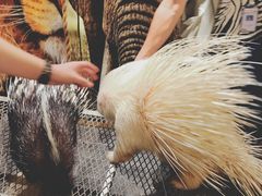 景点-清迈夜间动物园