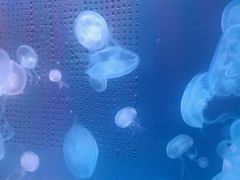 -洛阳龙门海洋馆