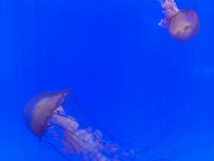 -上海海洋水族馆