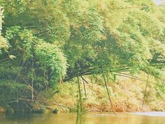 -九曲溪竹筏码头