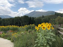 -喀纳斯禾木山庄
