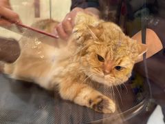 -momokira米努特·德文卷毛猫·棉花面纱犬