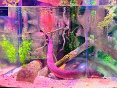 -迪拜水族馆及水下动物园