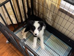 -博特宠物医院24h犬猫全科.骨科·异宠