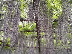 -嘉定紫藤园