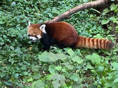 -昆明动物园