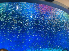 -合肥海洋世界