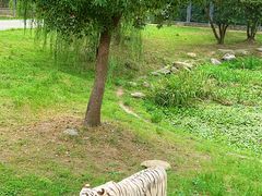 -上海野生动物园