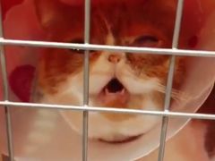 -芭比堂动物医院·犬猫全科·异宠专科(雁塔分院)