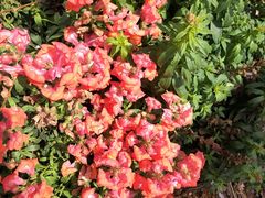 -绵阳盛世樱花悠乐谷