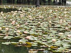 -白鹭湾湿地公园