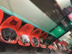 -猫咪博物馆(顶澳仔猫街店)