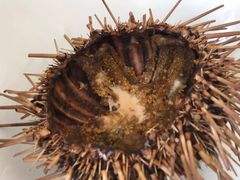 -海胆小馆(东北水饺·春柳店)