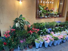 -溪岸路花鸟市场