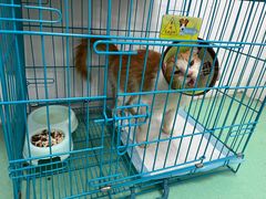 -瑞派宠物医院(搏威敦和院)