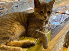-猫的天空之城概念书店(丽江古城饮玉巷店)
