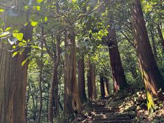 -天目山大树王景区
