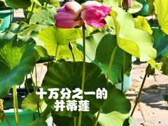 -莲花池公园