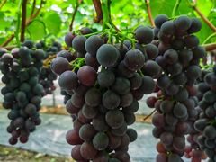 -金谷域澳洲庄园