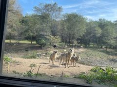 -沈阳森林动物园