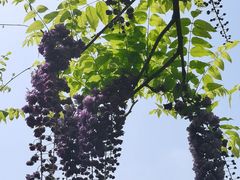 -嘉定紫藤园