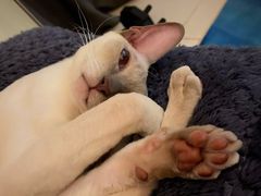 -中农国际动物医院24小时·猫科·骨科·急重症中心