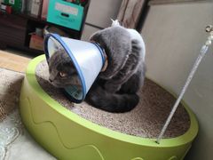 -瑞鹏宠物医院·爱宠堂·骨外专科(西荷分院)