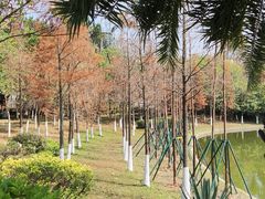 -长洲岛