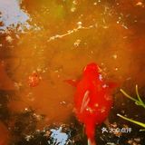 徐家汇光启公园