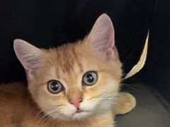 -瑞派福兴宠物医院犬猫全科·骨科·中西医结合(河东店)