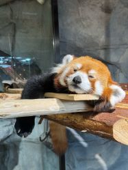 -Zoolung Zoolung动物主题公园(海信广场店)