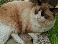 -喵屿·大理花园猫咖