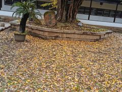 -苏州文庙(姑苏区)