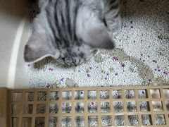-喜多萌中农锦绣动物医院24H·猫科·牙科MRI·CT