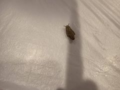 -清花阁乌拉满族火锅(厦门街店)