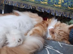 -平行世界·猫咖(首经贸店)